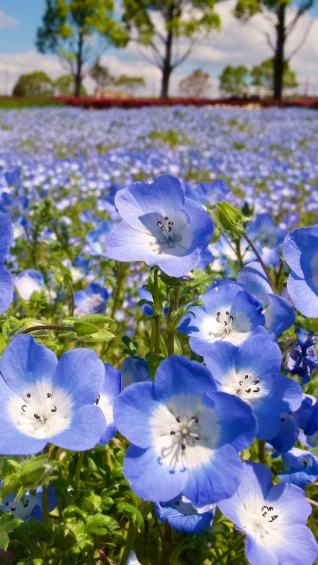 Flax field in flower